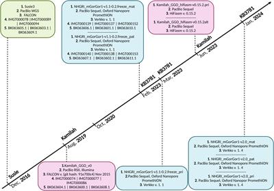 Deciphering Gorilla gorilla gorilla immunoglobulin loci in multiple genome assemblies and enrichment of IMGT resources